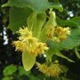 Tilia europaea 'Pallida' bloesem